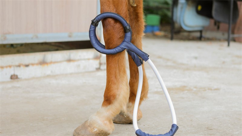 PEMF machine for equine PEMF machine for equine